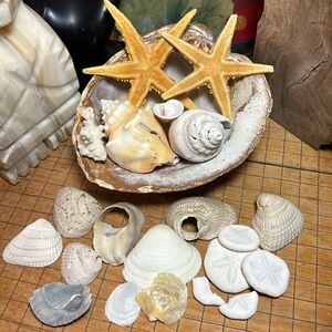 Large Heavy Thick Clam Seashell Mix Natural Unique Beauty Weathered Collection